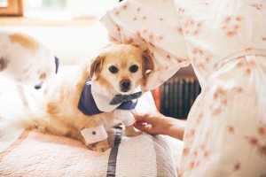 Wedding Dog